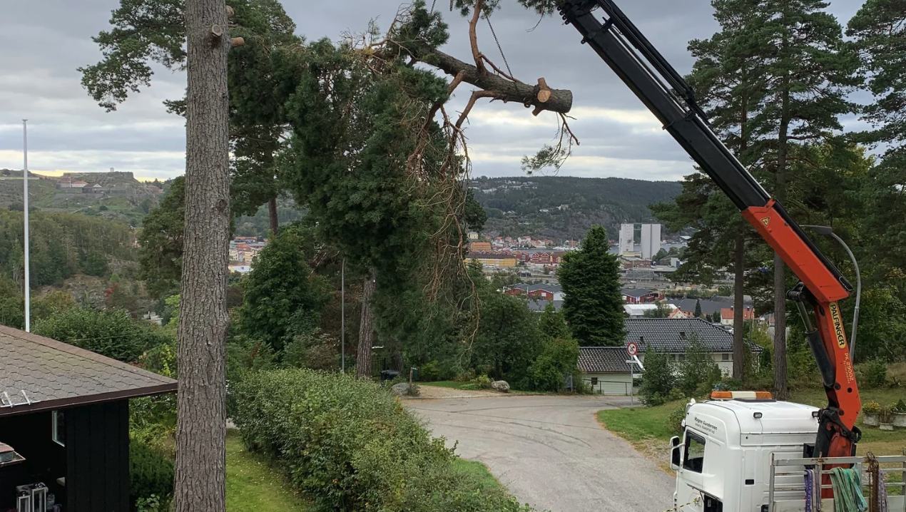 Kranbil løfter massive greiner under trefelling med byutsikt