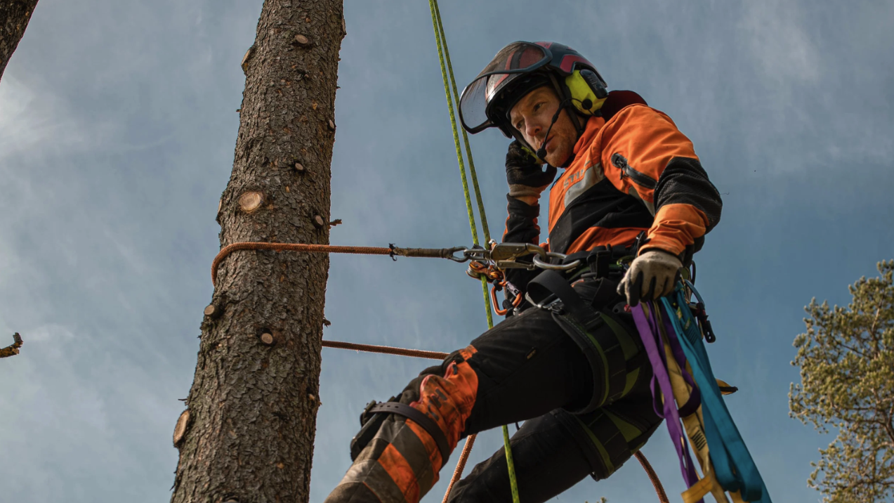 Arborist i sikkerhetsutstyr klatrer i tre for profesjonell trefelling