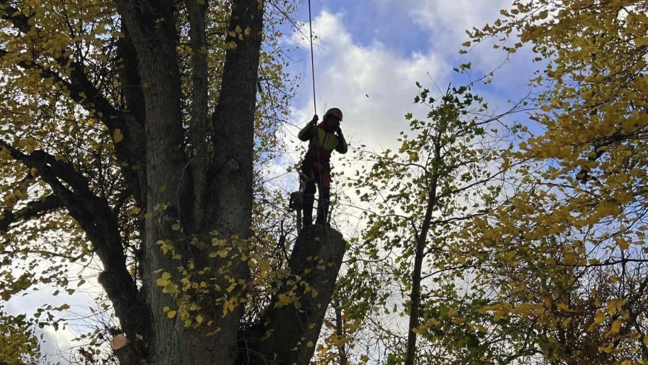 Silhuett av klatrer i tre mot høstfarget løvverk