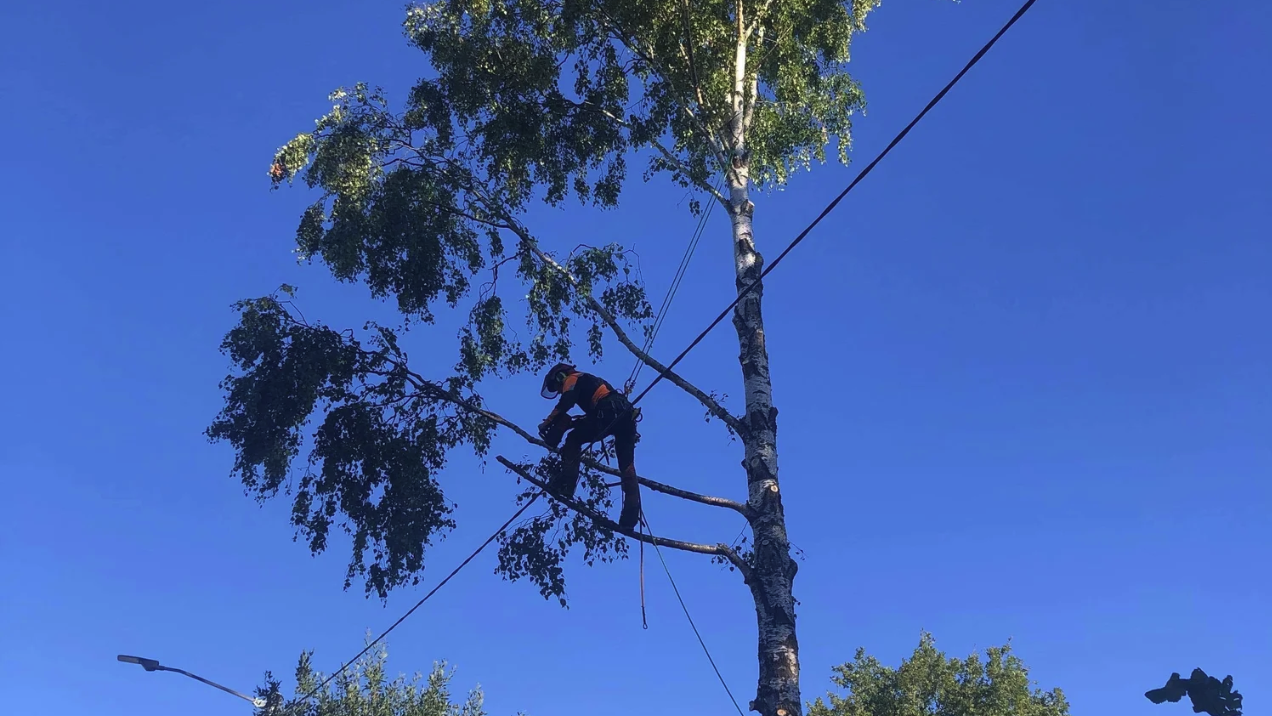 Arborist klatrer i bjørketre mot blå himmel