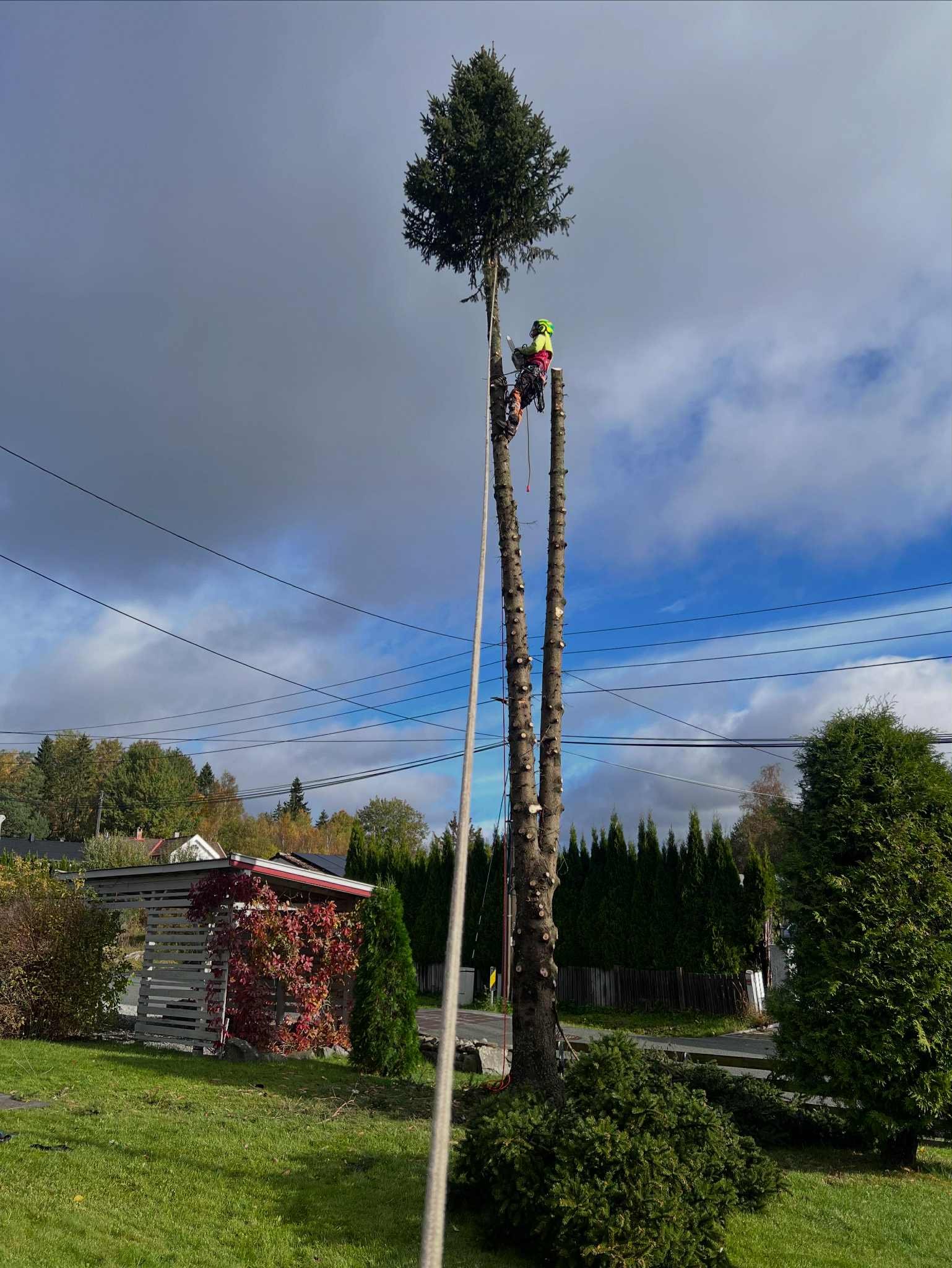 Arborist klatrer i høyt tre med sikkerhetsutstyr